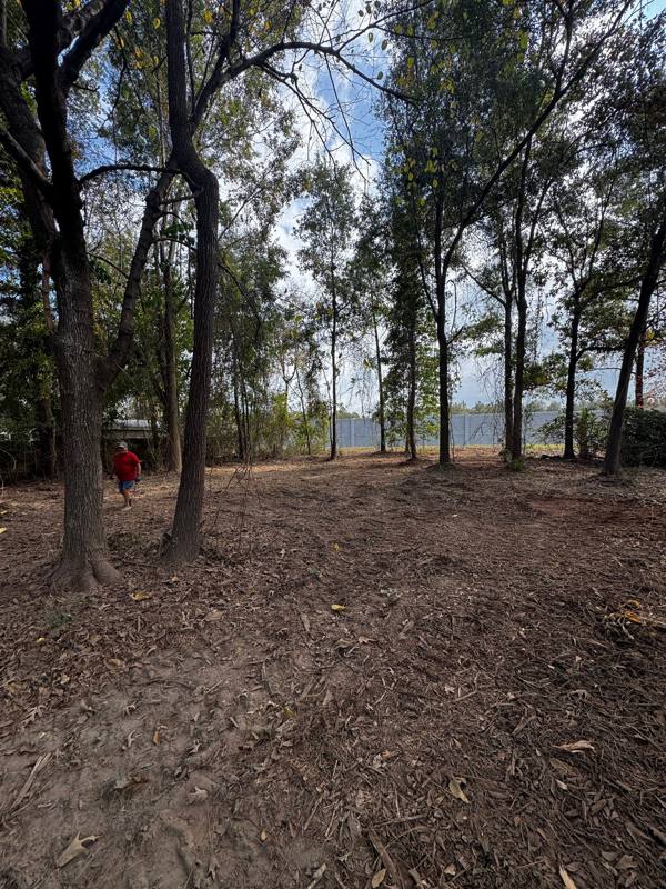 Underbrush cleared beneath tall trees